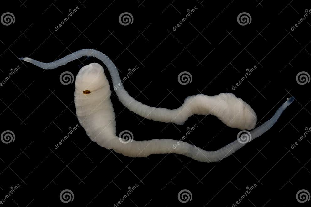 Tapeworms (Cestoda Caryophyllidea), Parasites of Fish Under the