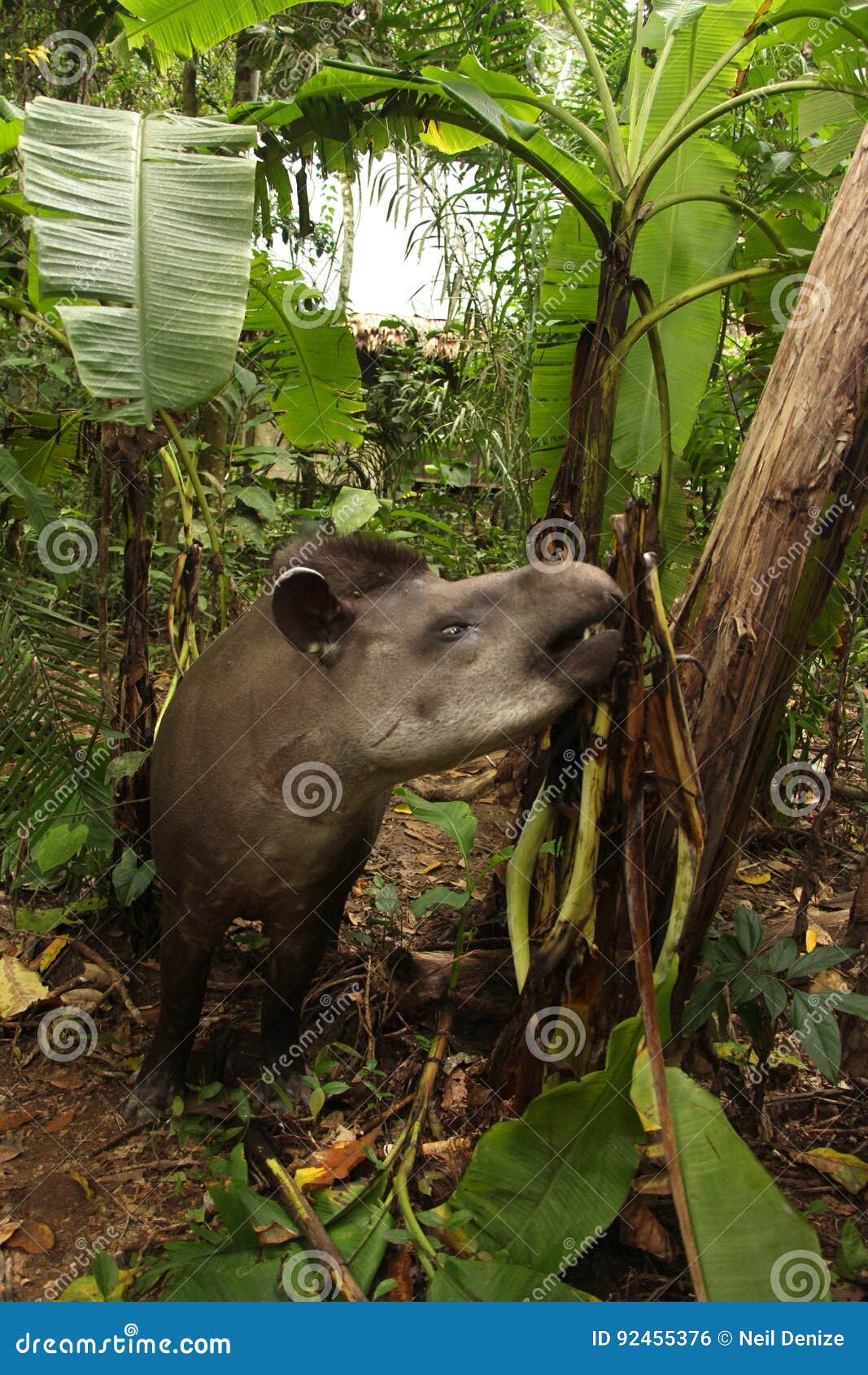 tapir in madidi national park