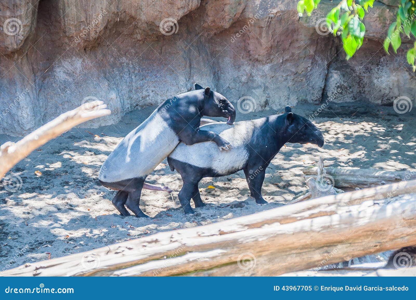 Sex tapir Tapirs and