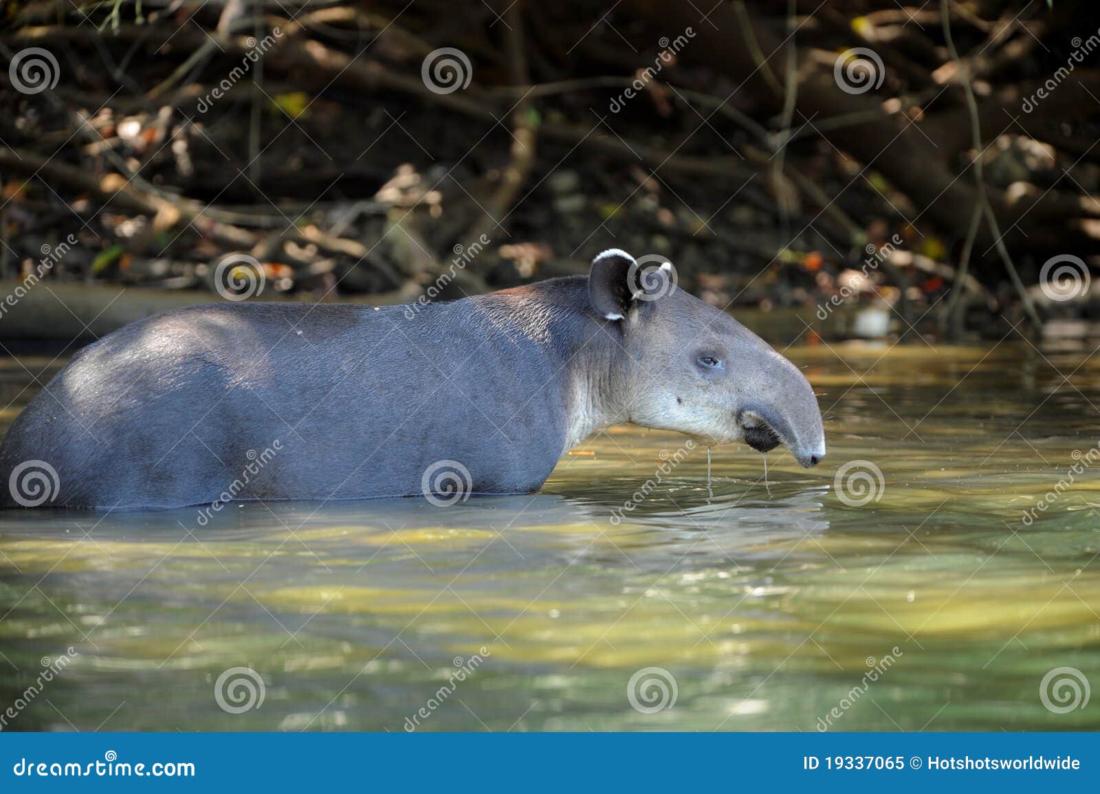 tapir in river,corcovado national park,costa rica