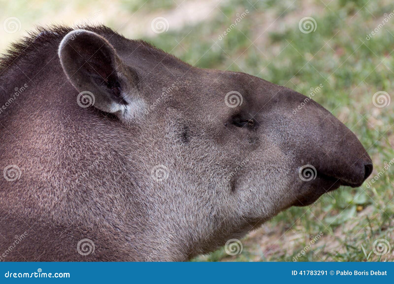tapirus terrestris closeup portrait