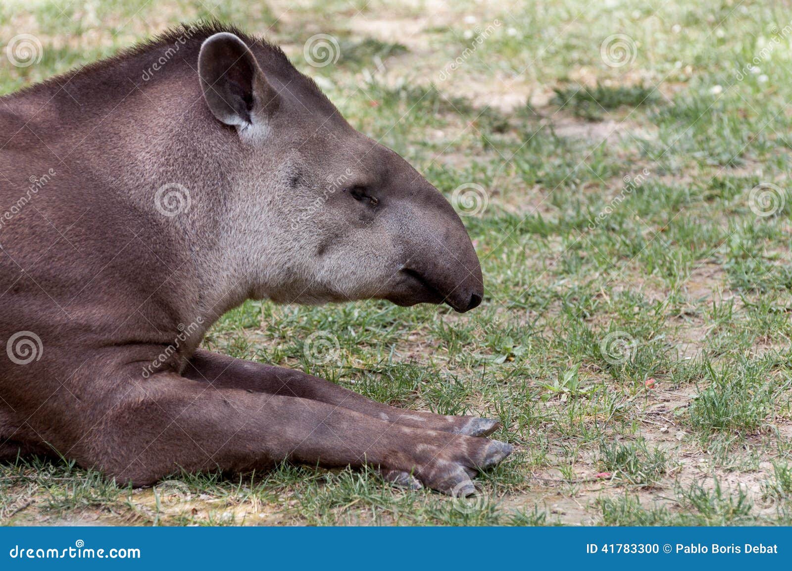 tapirus terrestris resting