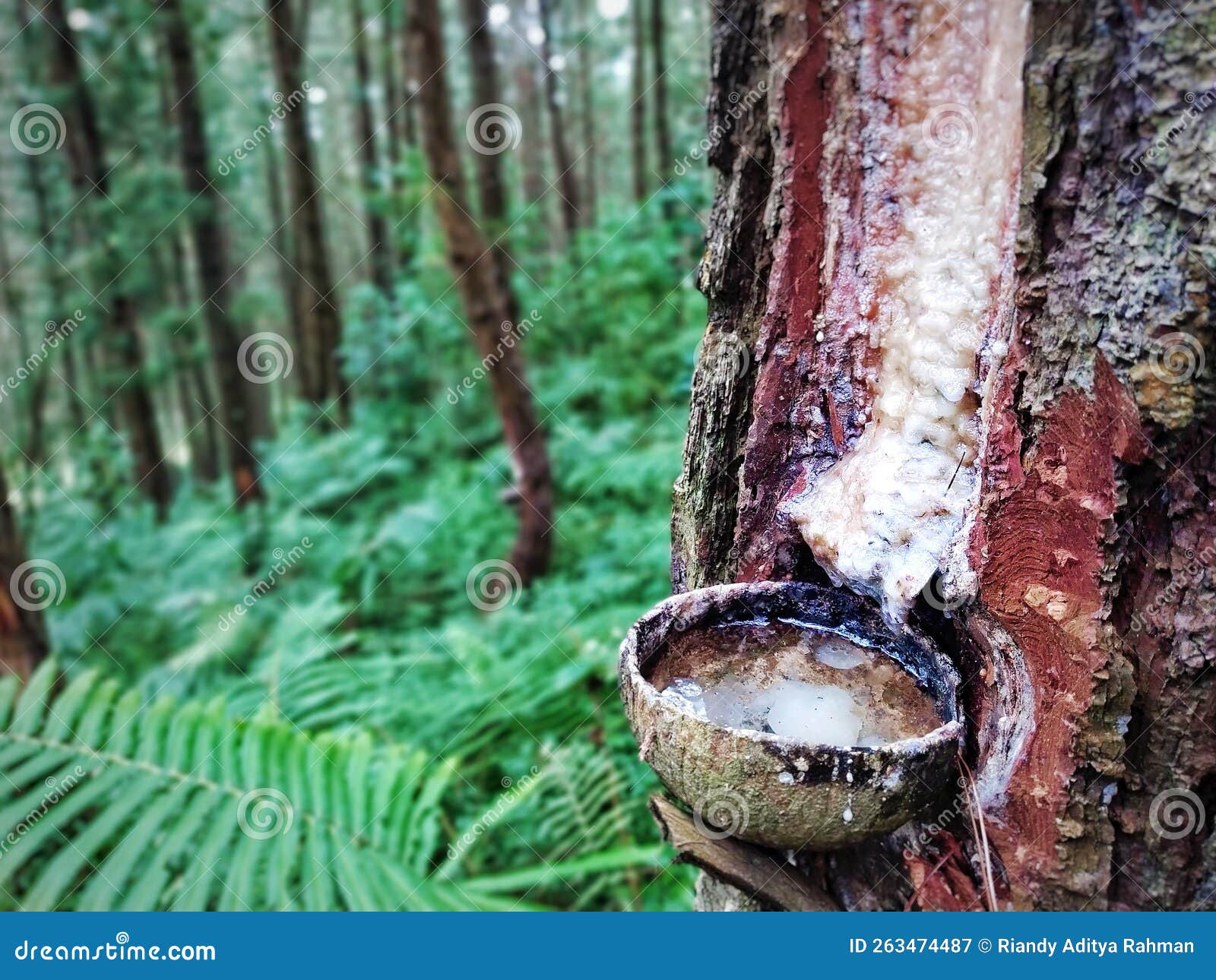 Pine Sap Contained in the Coconut Shell Stock Image Image of trunk