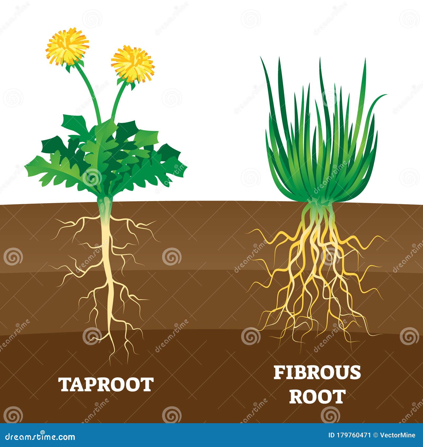 Taproot Cartoons, Illustrations & Vector Stock Images - 518 Pictures to