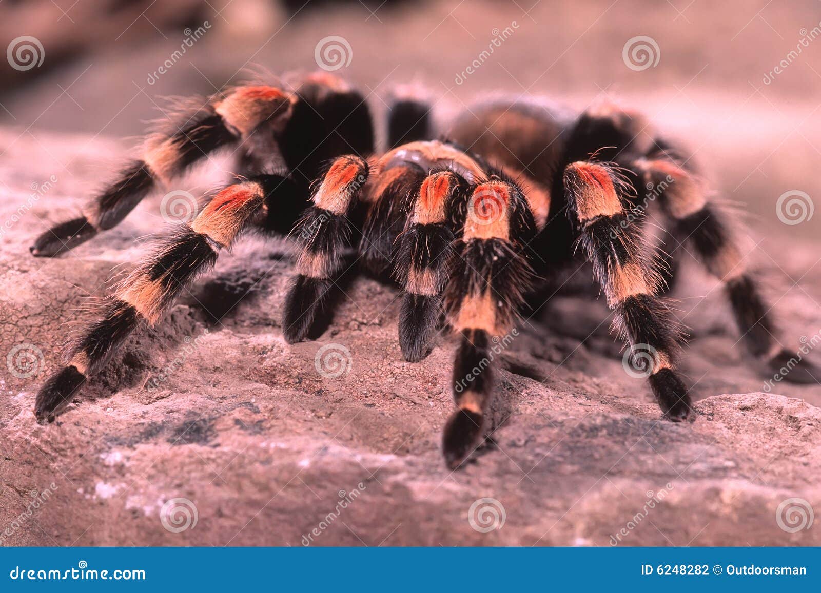 Tarantula stock photo. Image of tarantula, nature, dangerous - 6248282