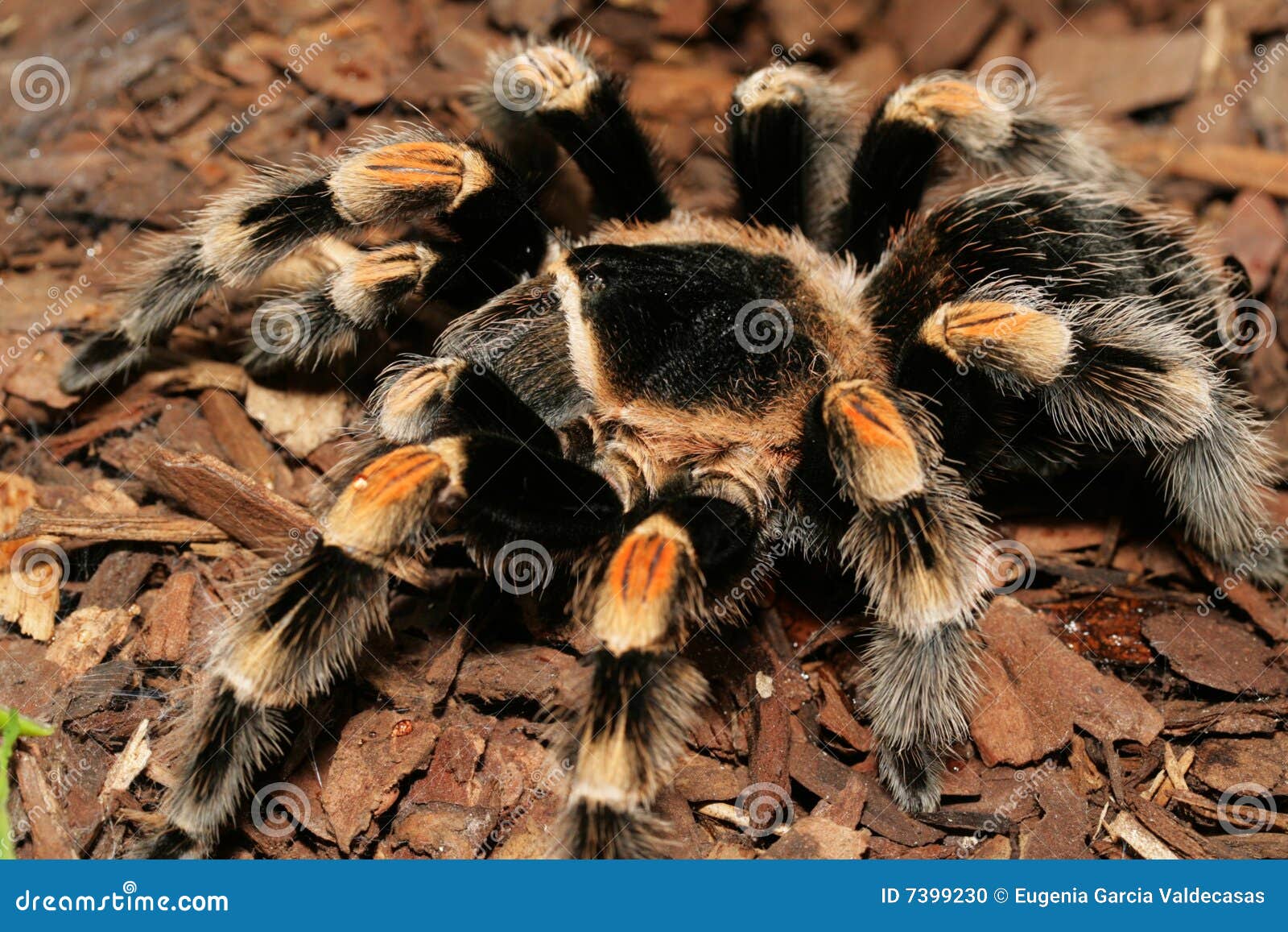 Tarantula stock photo. Image of tarantula, close, arachnid - 7399230