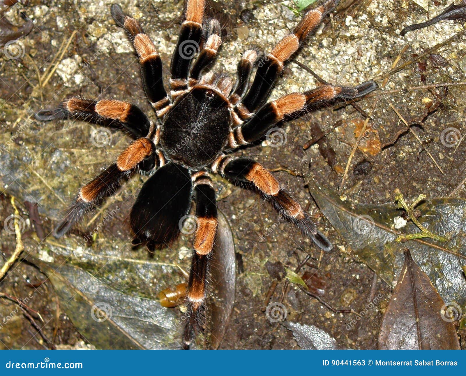 Tarantula stock image. Image of invertebrate, spider 90441563