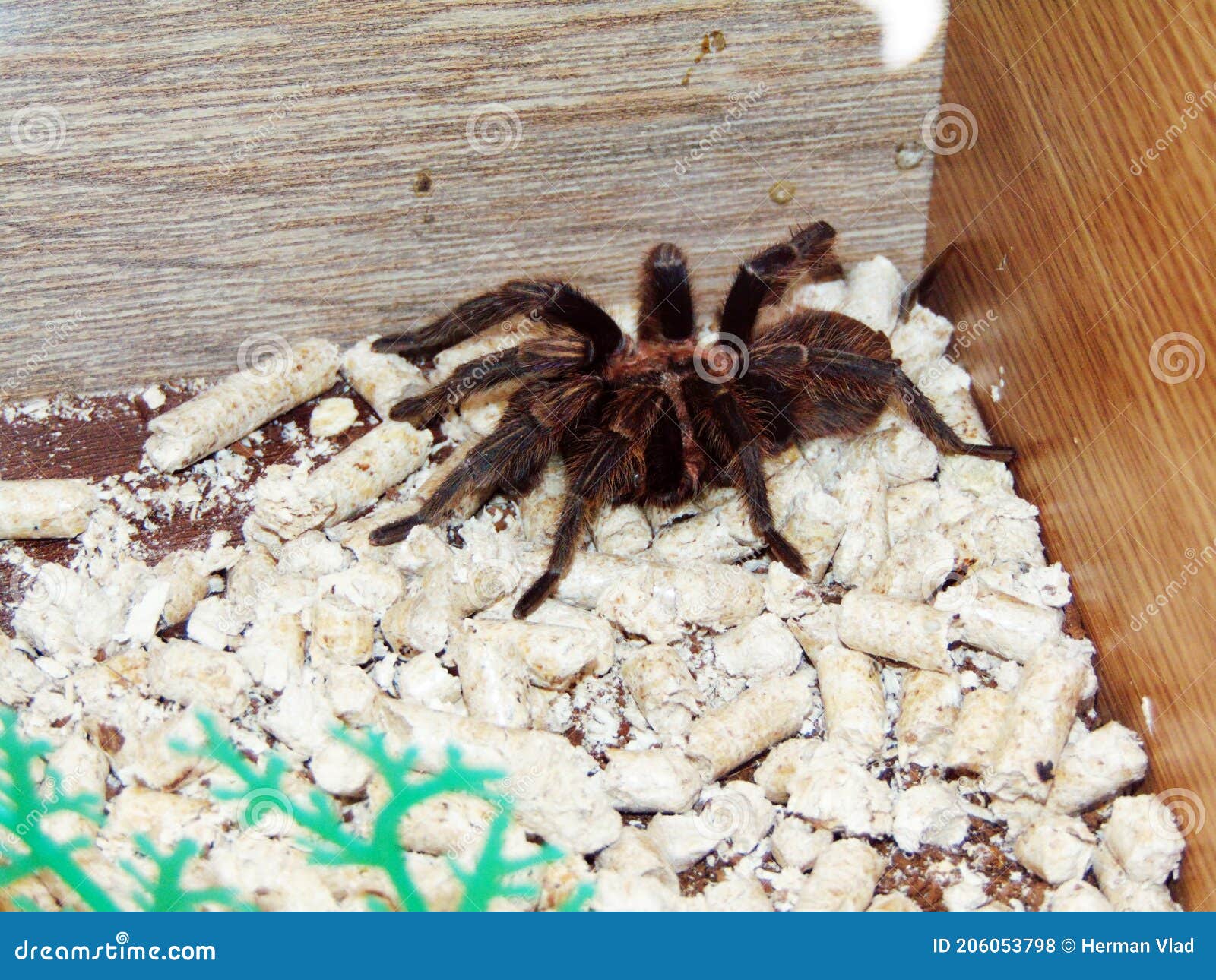 Tarantula in a Cage Animals Stock Photo Image of chameleon, bells