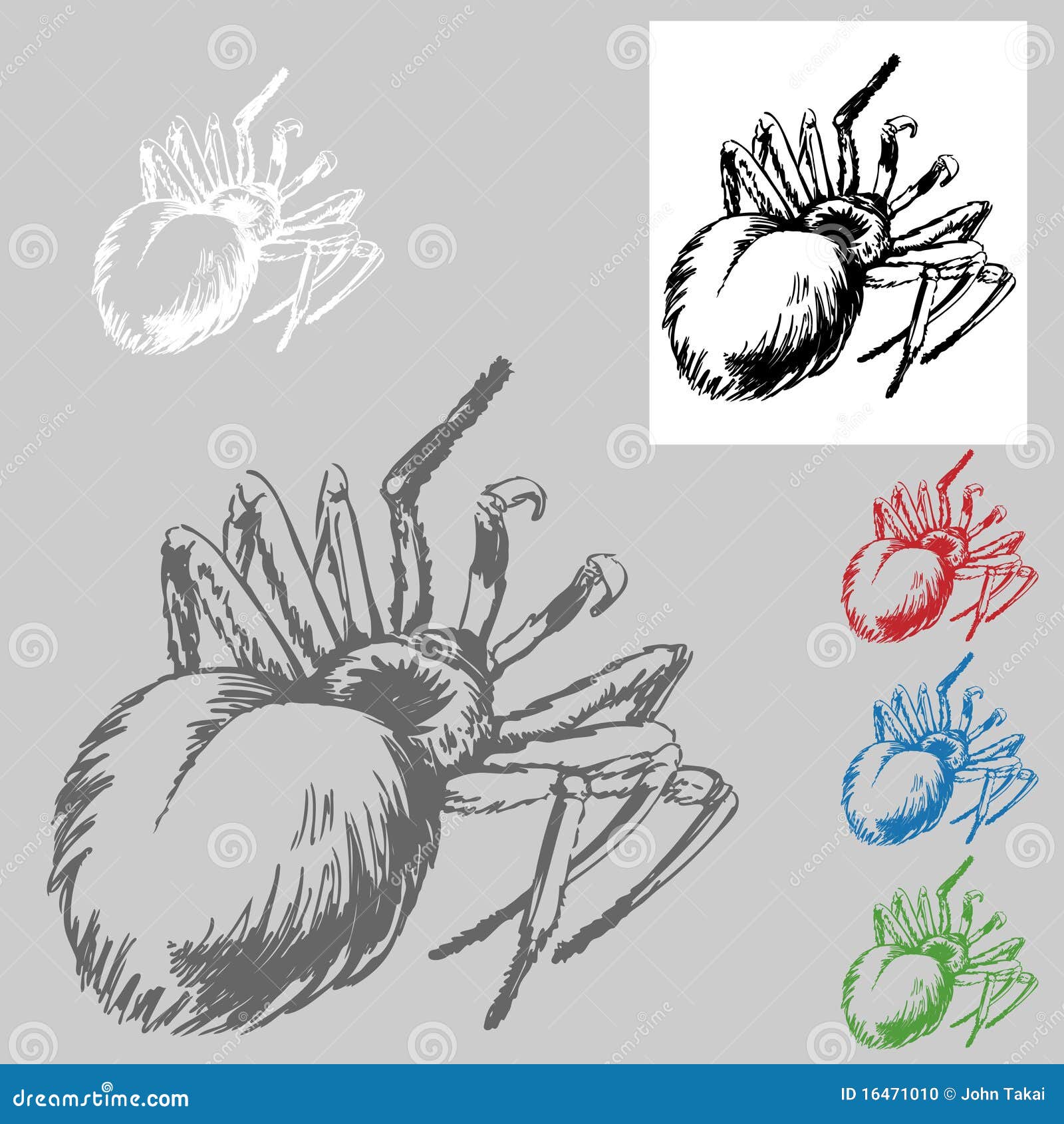 Tarantula Drawing stock vector. Illustration of furry - 16471010