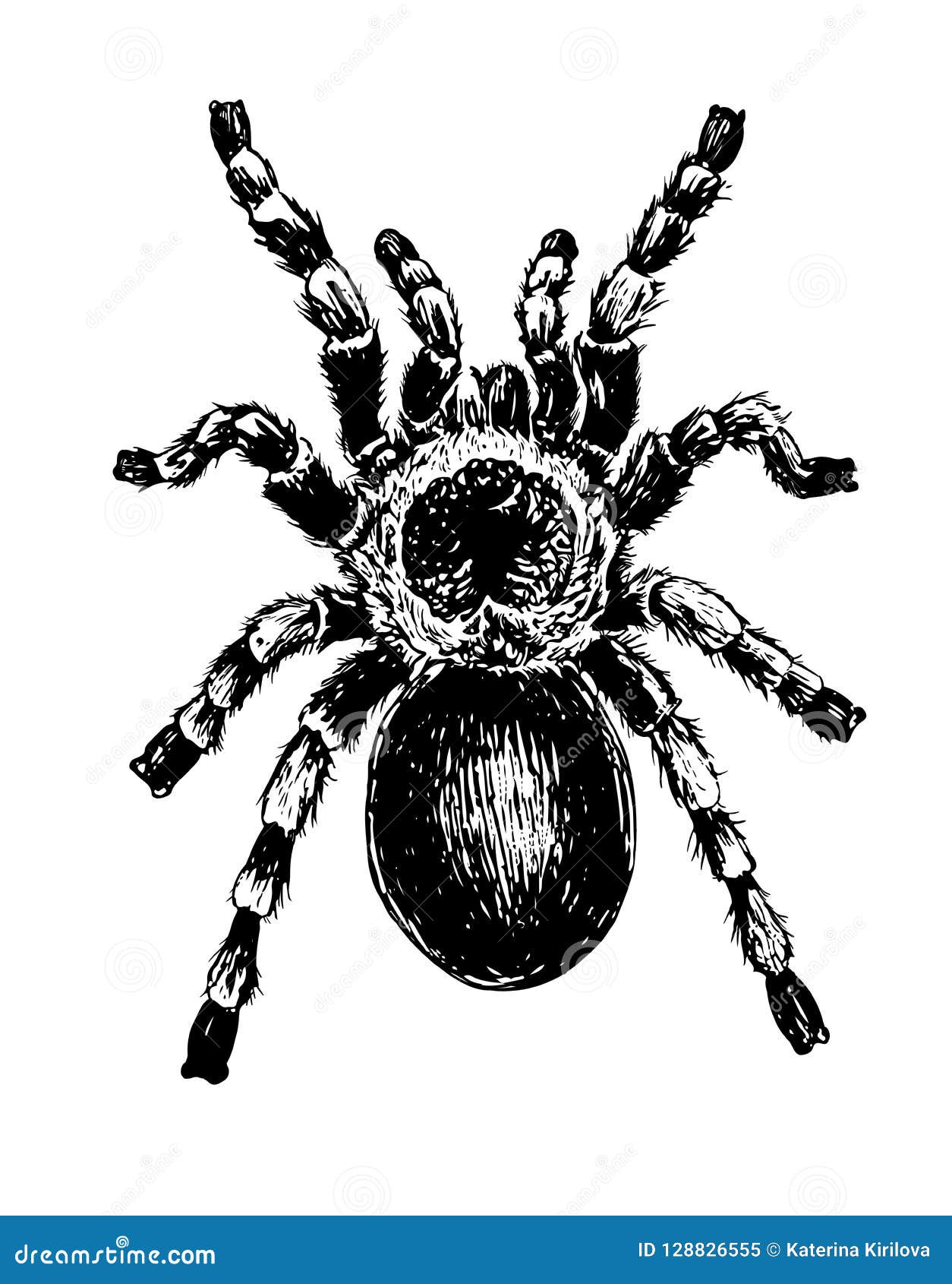 Digital monochromatic scribble drawing of a Tarantula on a white background  Stock Photo  Alamy