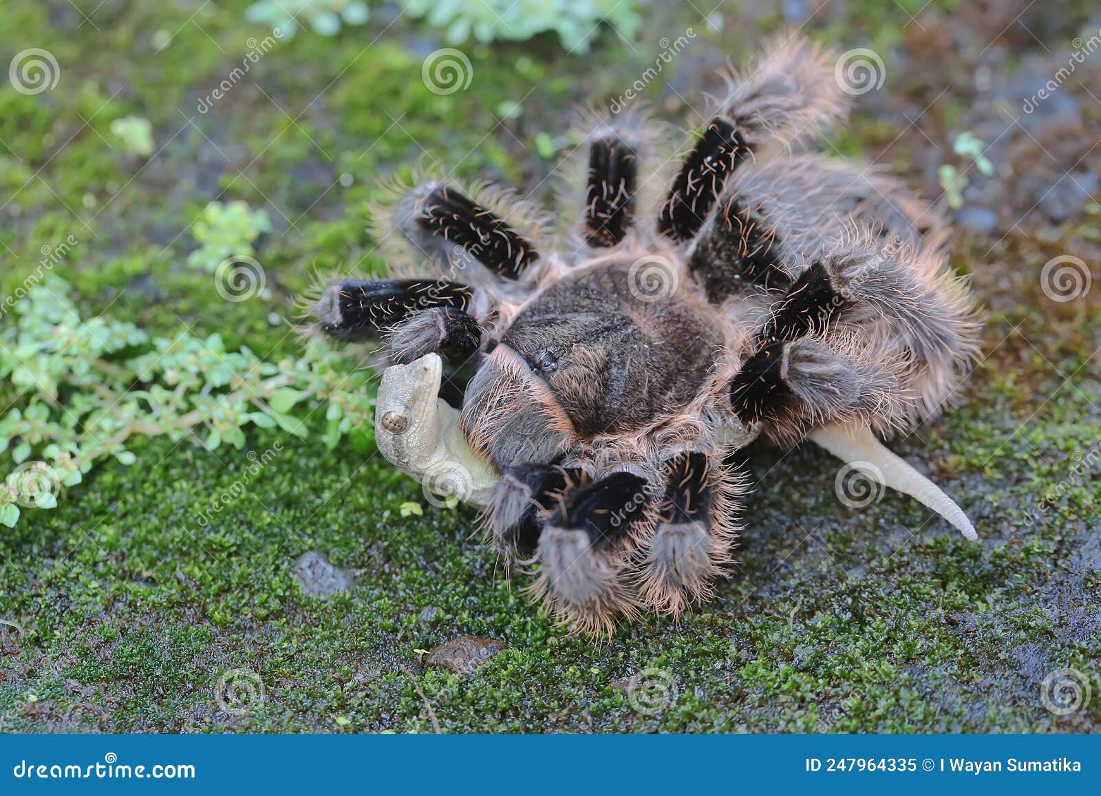 A Tarantula is Eating a Lizard. Stock Image - Image of frightening ...