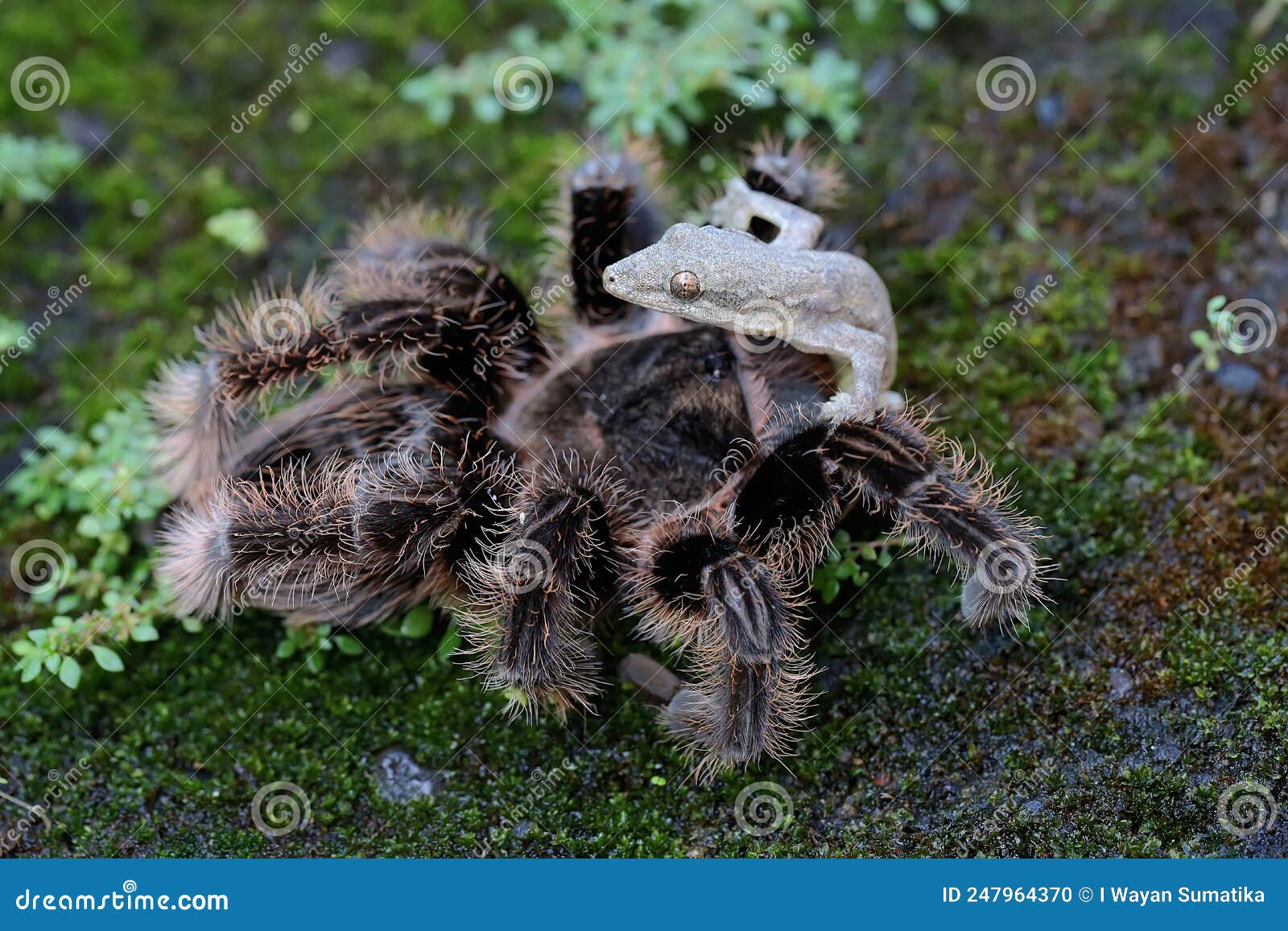 A Tarantula is Eating a Lizard. Stock Photo - Image of brazilian, huge ...