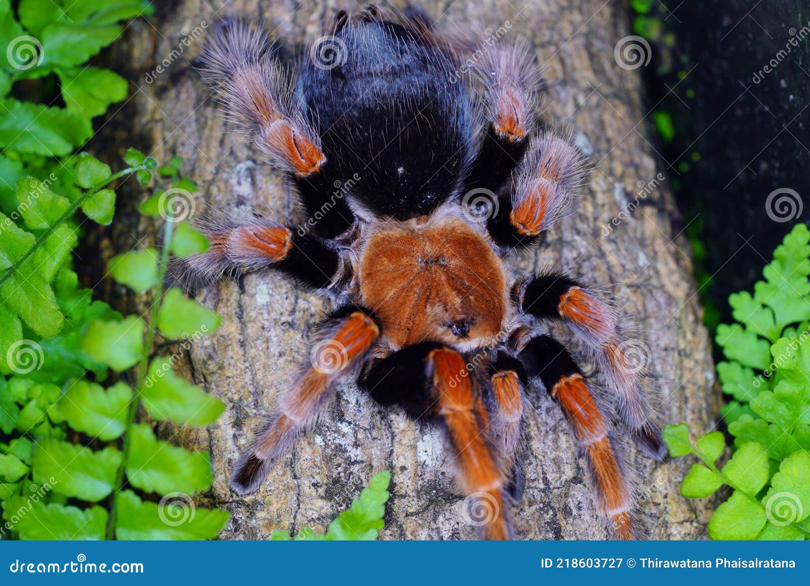 Tarantula, Family Theraphosidae is Building a Nest. Tarantula is a ...
