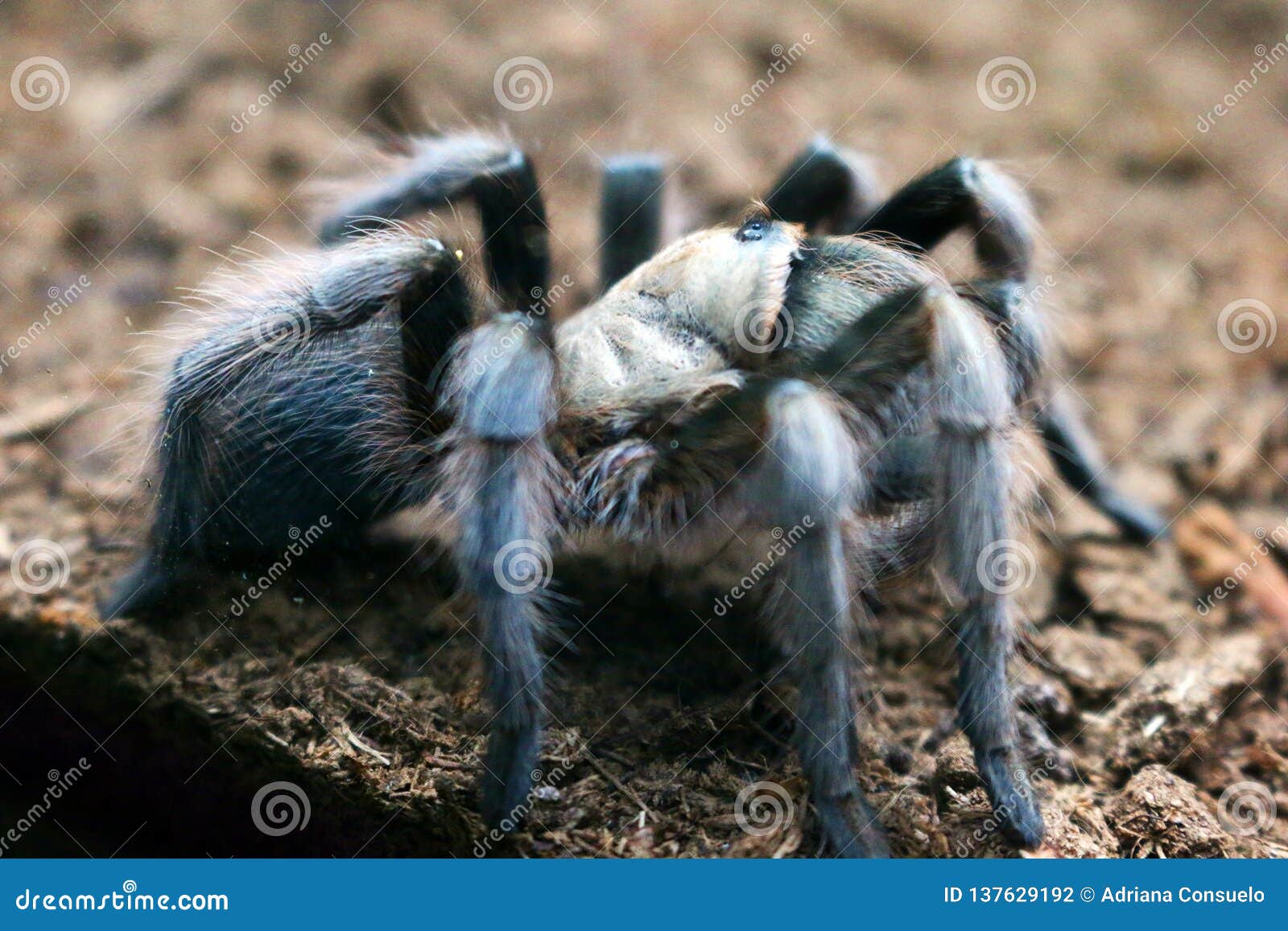 Tarantula in Grays stock photo. Image of science, aracnophobia - 137629192