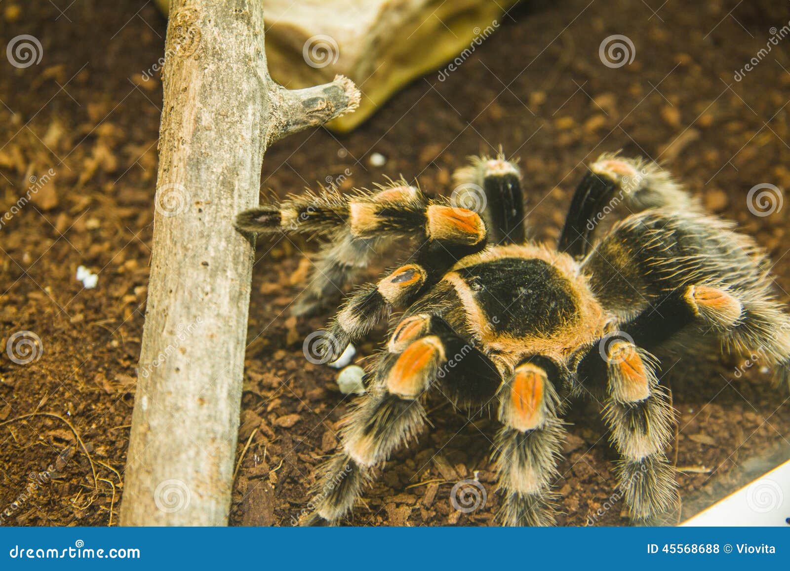 Tarantula stock photo. Image of tarantula, detail, lycosa - 45568688