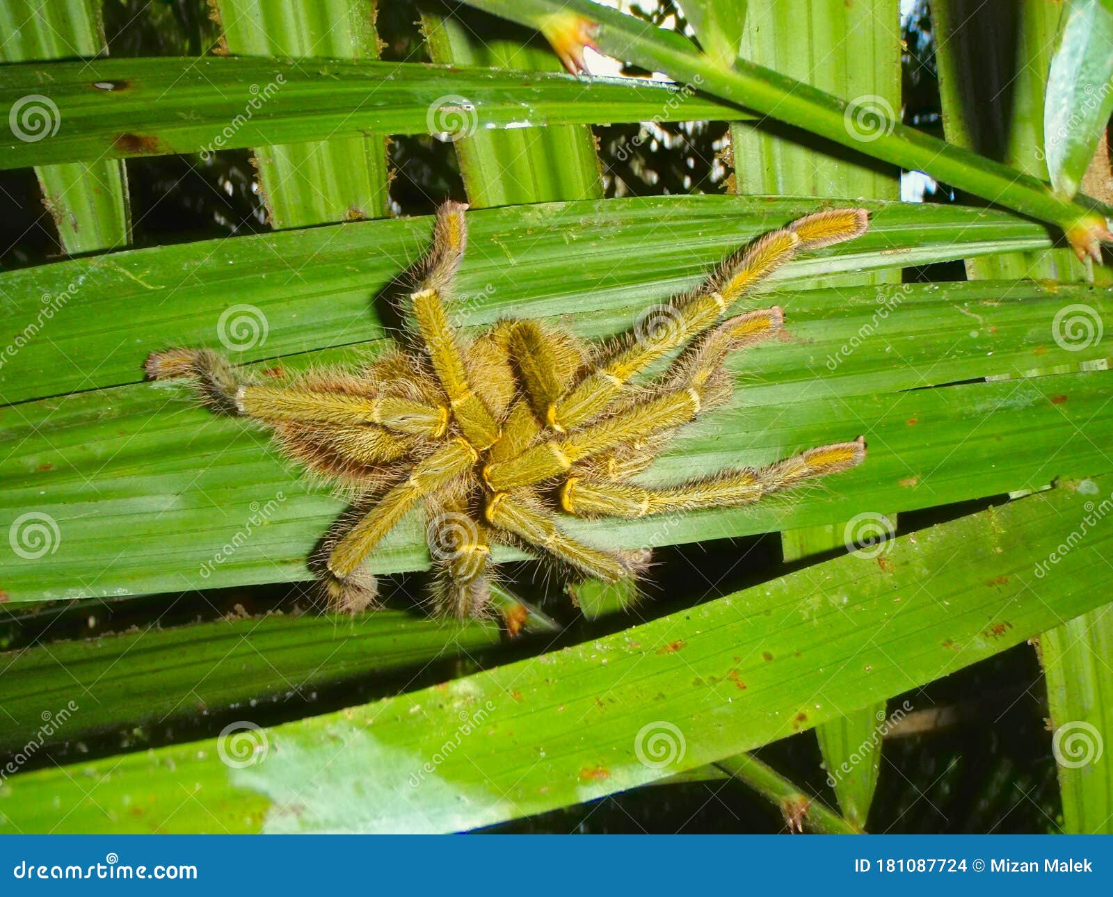 Malaysia tarantula Tarantula, Malaysia's