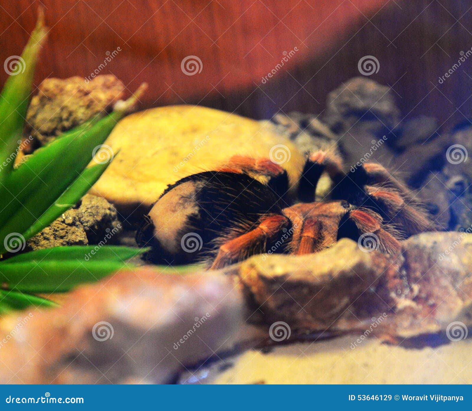 Tarantula stock image. Image of poison, insect, lycosa - 53646129