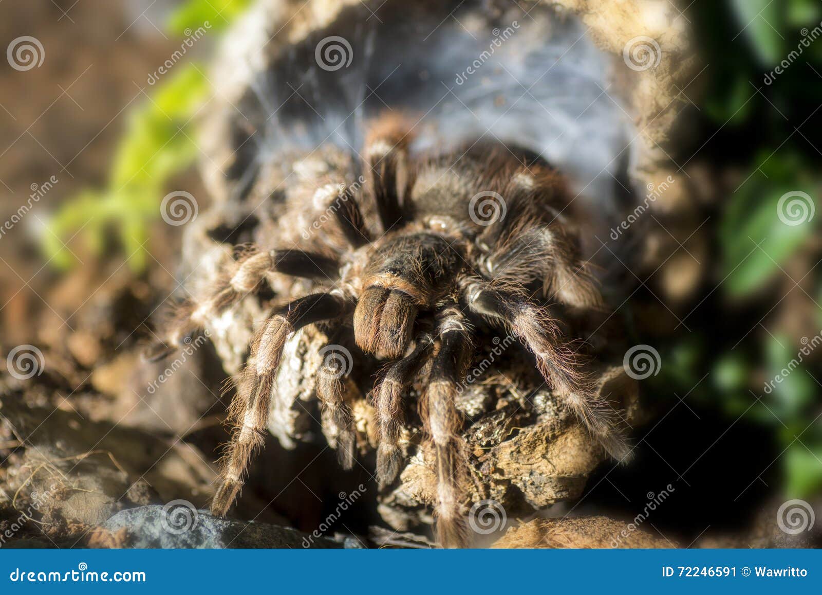 Tarantula (Nhandu Coloratovillosus) Adult Female Stock Image - Image of ...