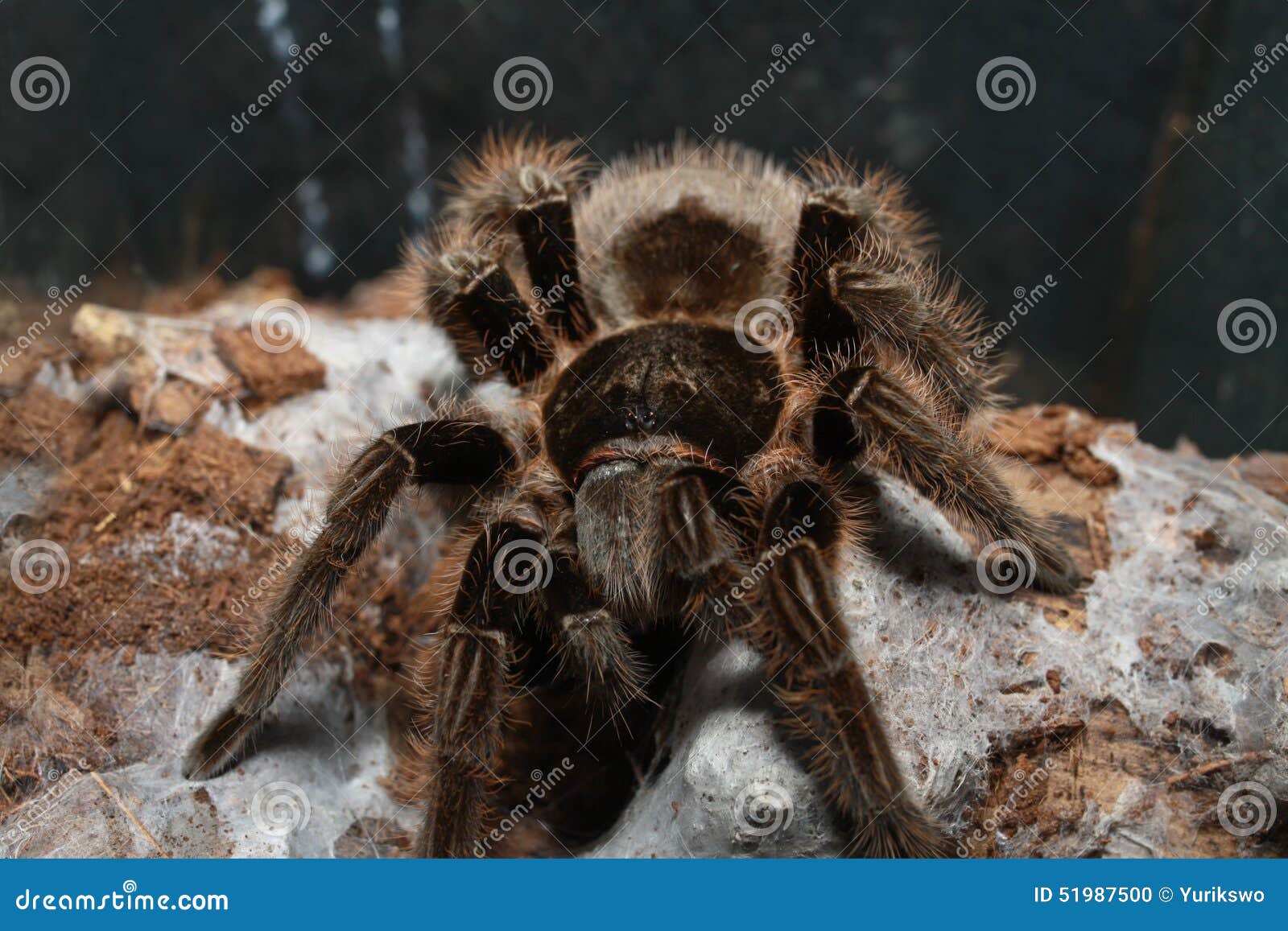 Tarantula stock photo. Image of arachnophobia, animals - 51987500