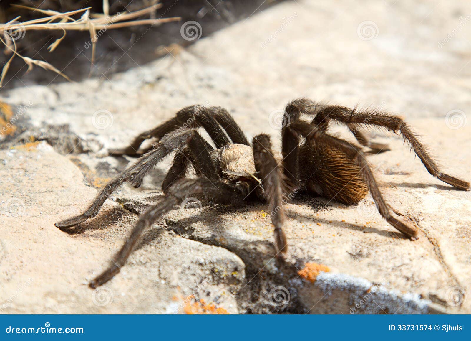 Tarantula on rock stock photo. Image of scary, animals Biology Diagrams