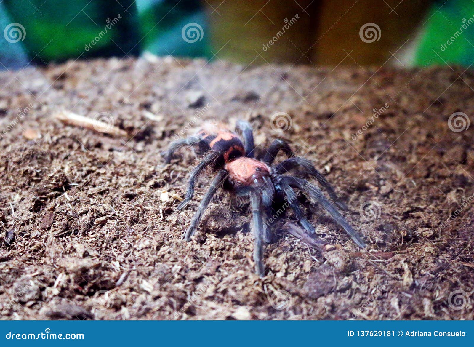 Tarantula Schizopelma stock image. Image of full, tarantula - 137629181