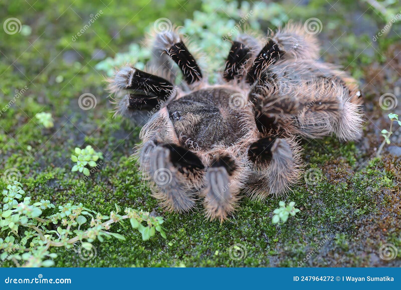 A Tarantula is Showing Aggressive Behavior. Stock Photo - Image of ...