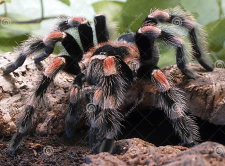 Tarantula spider stock photo. Image of creeps, insect - 2356164