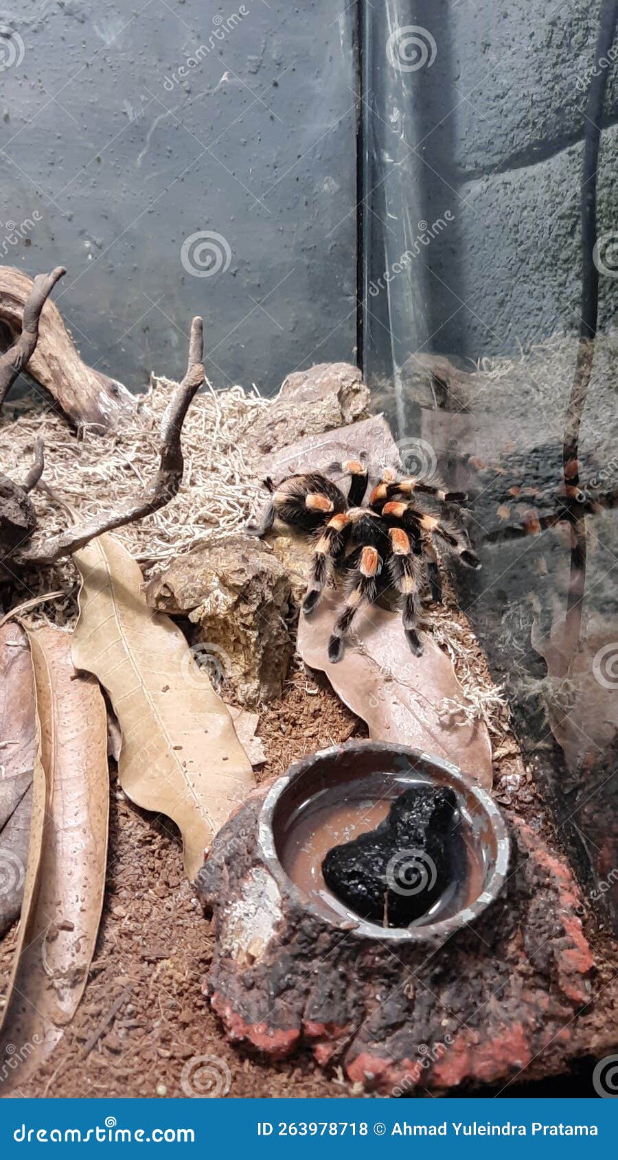 Tarantula Spider in the Aquarium Stock Photo Image of trunk, geology