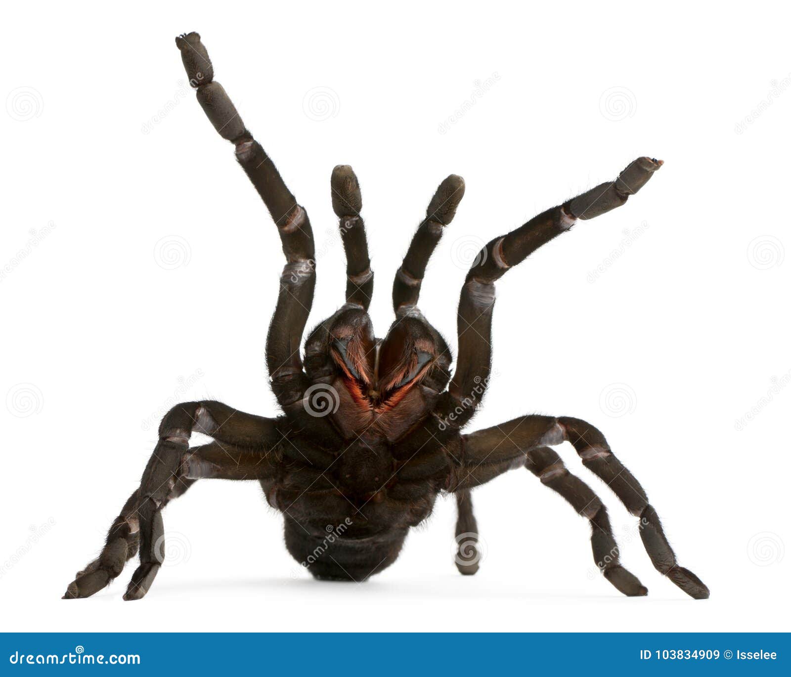 tarantula spider attacking, haplopelma minax, in front of white