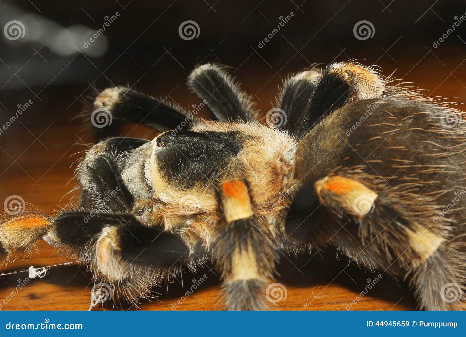 Tarantula Spider, Brachypelma Boehmei Stock Image - Image of deadly ...