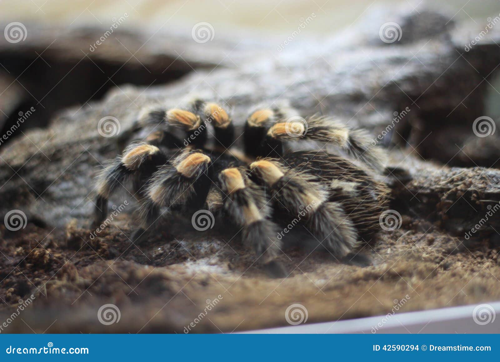 Tarantula Spider stock photo. Image of nature, hairy - 42590294