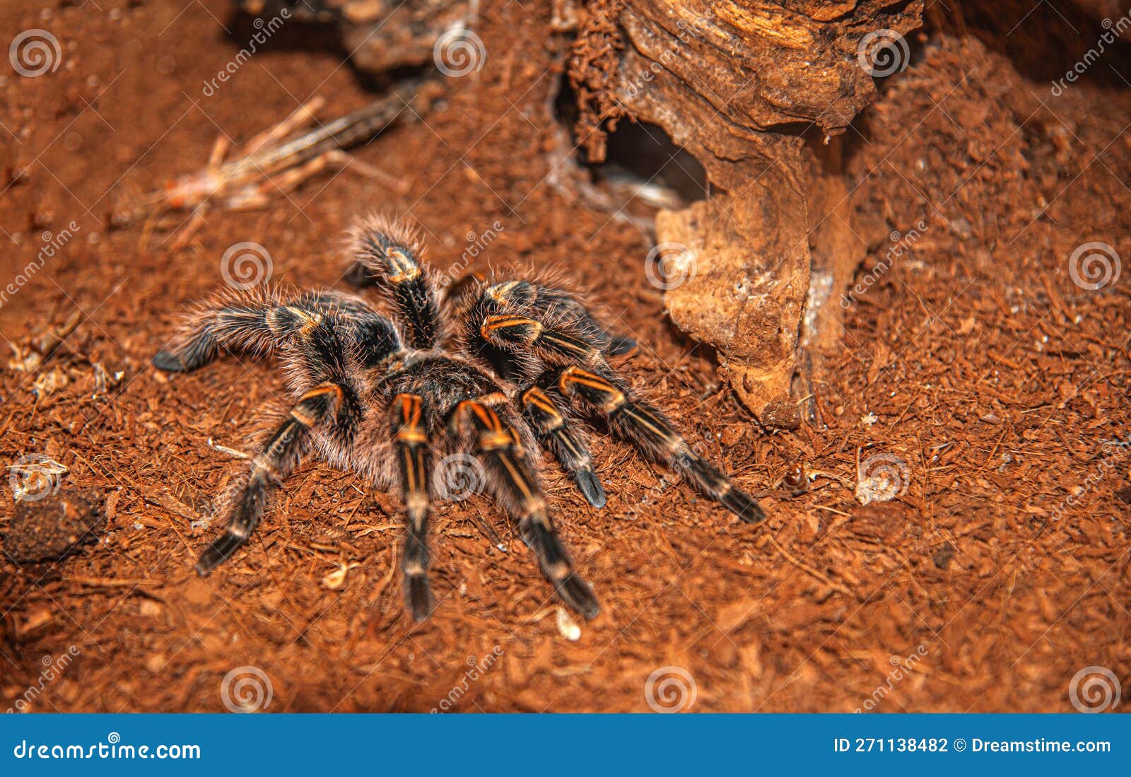 Tarantula Spider or Tarantula Spider. Stock Photo - Image of creepy ...