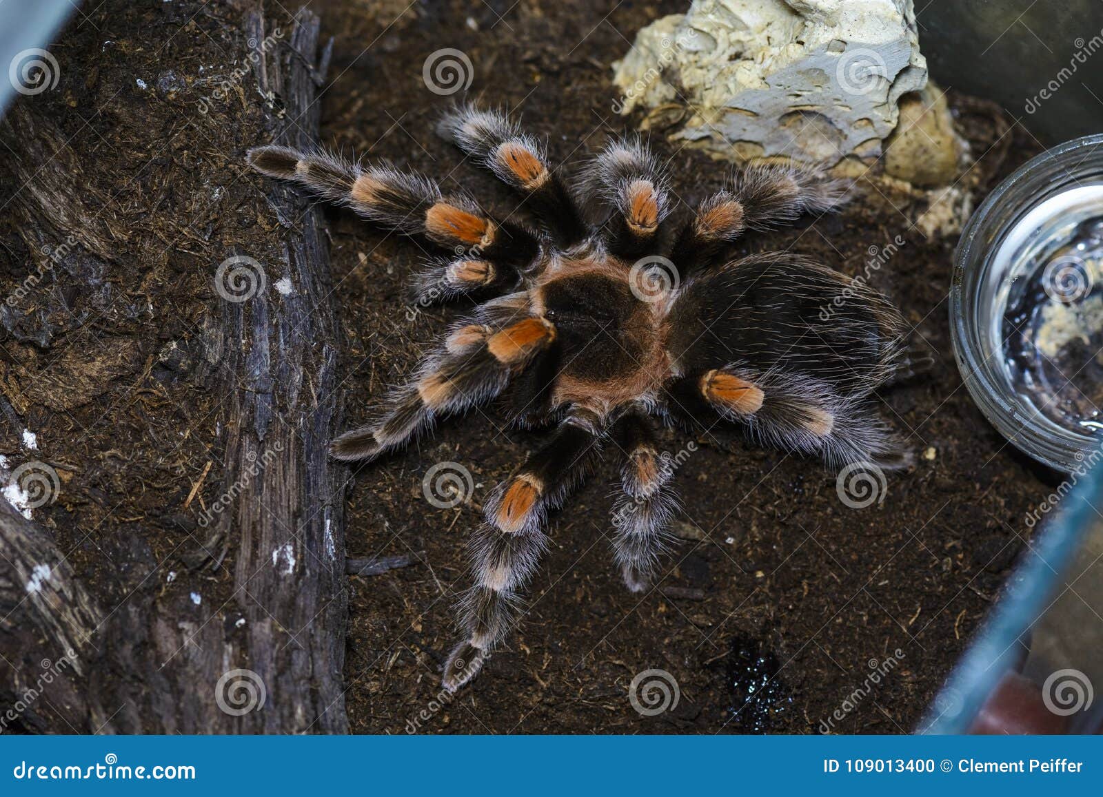 Tarantula stock photo. Image of arachnid, honduras, fear - 109013400