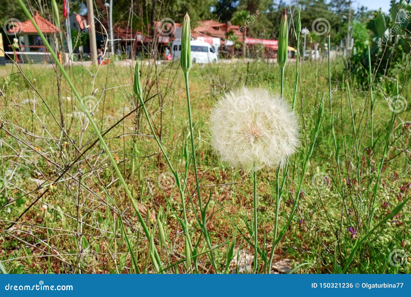 taraxacum officinale or dandelion on summer meadow