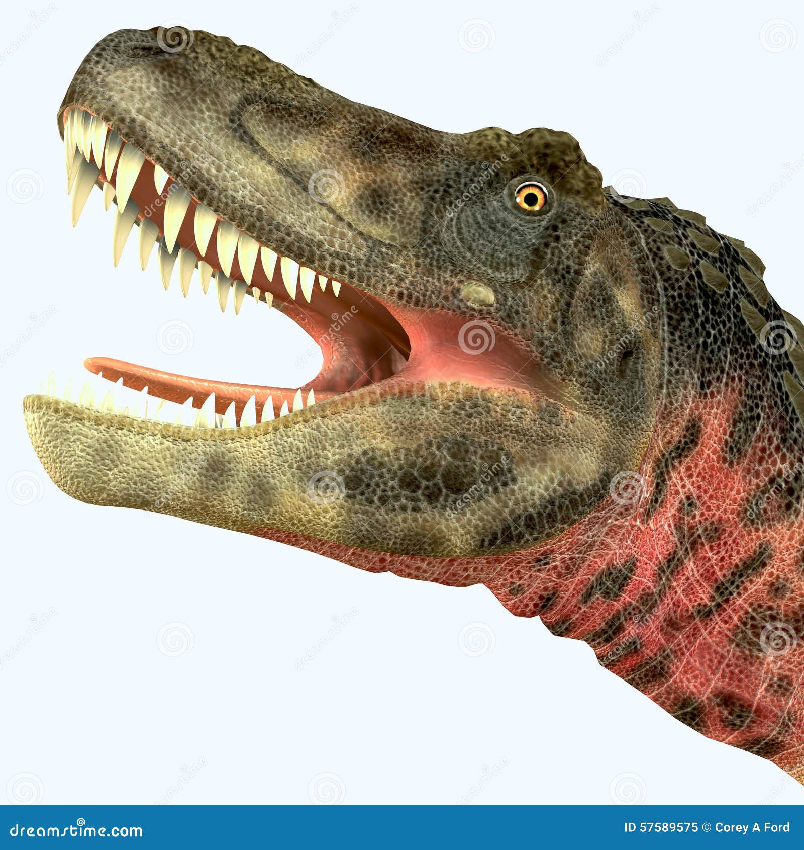 Tarbosaurus Dinosaur Head stock illustration. Image of extinction - 57589575
