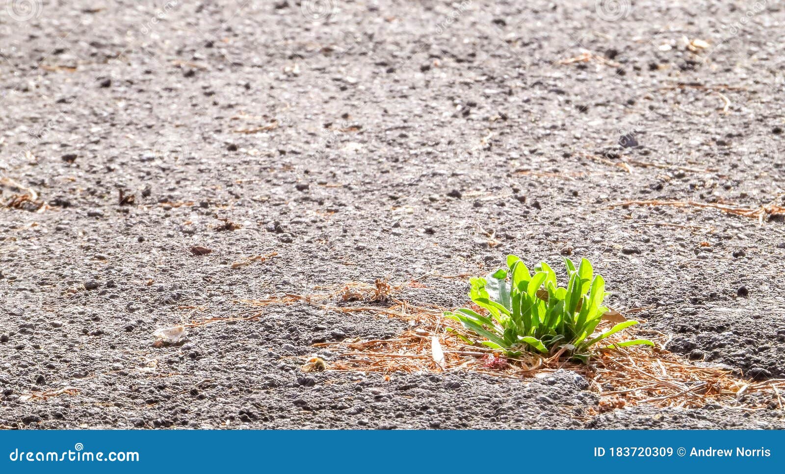 Tarmac Flower Growth stock image. Image of road, plant - 183720309