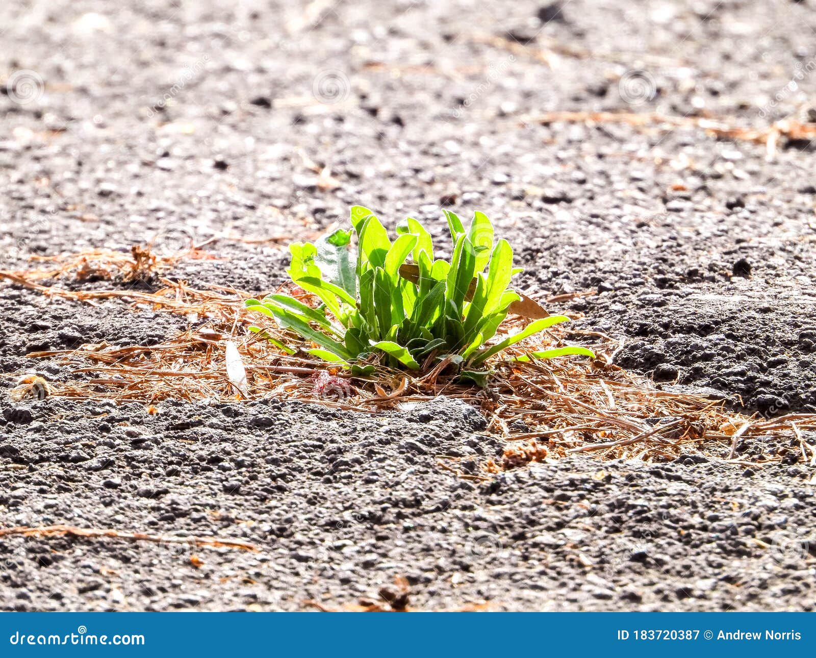 Tarmac Flower Growth stock image. Image of green, colourful - 183720387