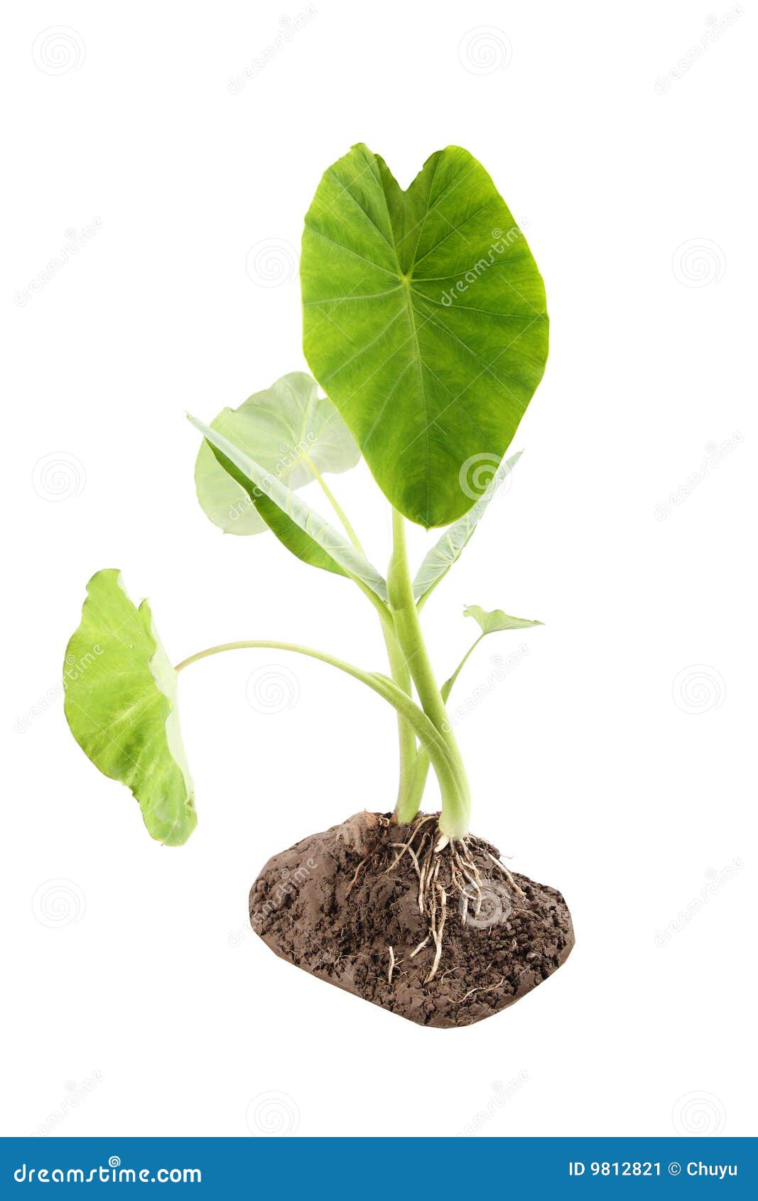 Taro stock image. Image of corm, foliage, fresh, nature - 9812821