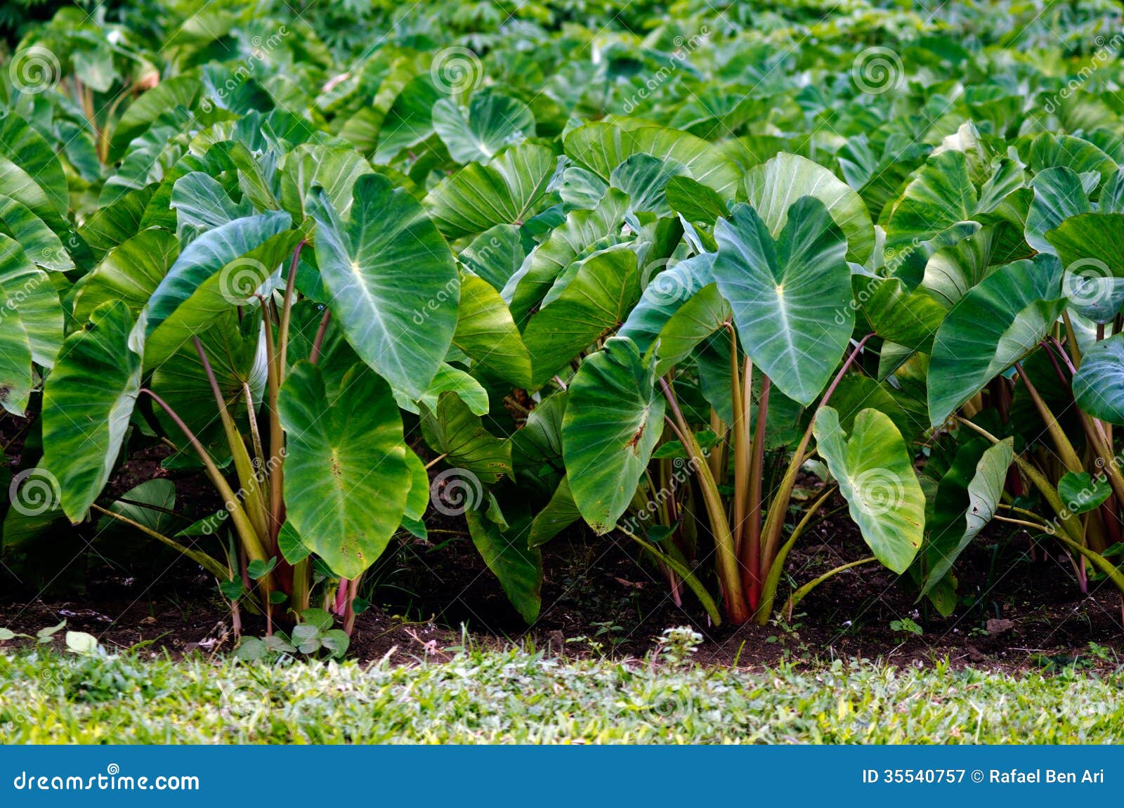 Taro Stock Image | CartoonDealer.com #44504809