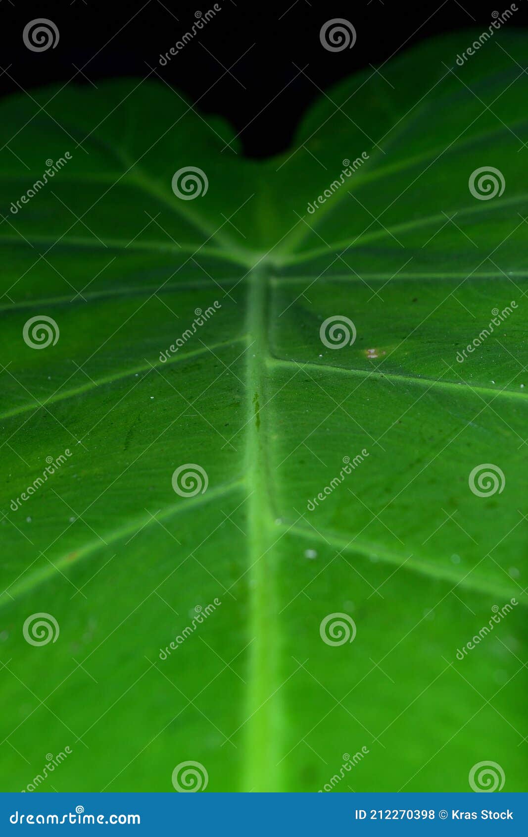 Taro Leaves are Leaves that Have a Wide Surface and are Waterproof