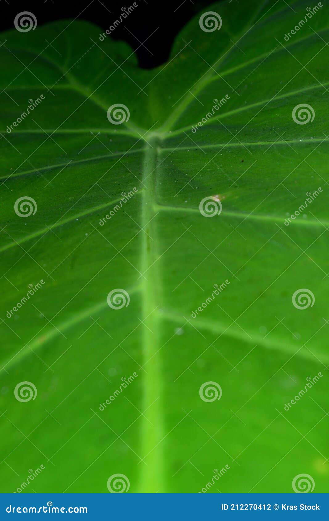 Taro Leaves are Leaves that Have a Wide Surface and are Waterproof