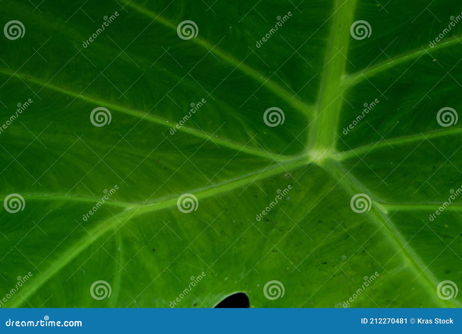 Taro Leaves are Leaves that Have a Wide Surface and are Waterproof