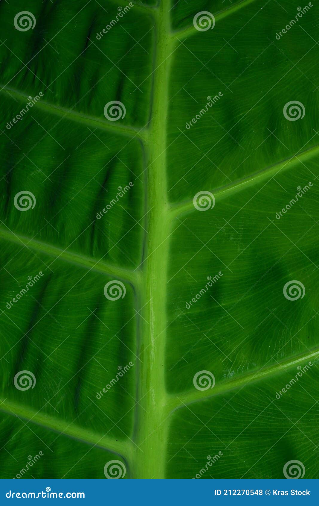 Taro Leaves are Leaves that Have a Wide Surface and are Waterproof