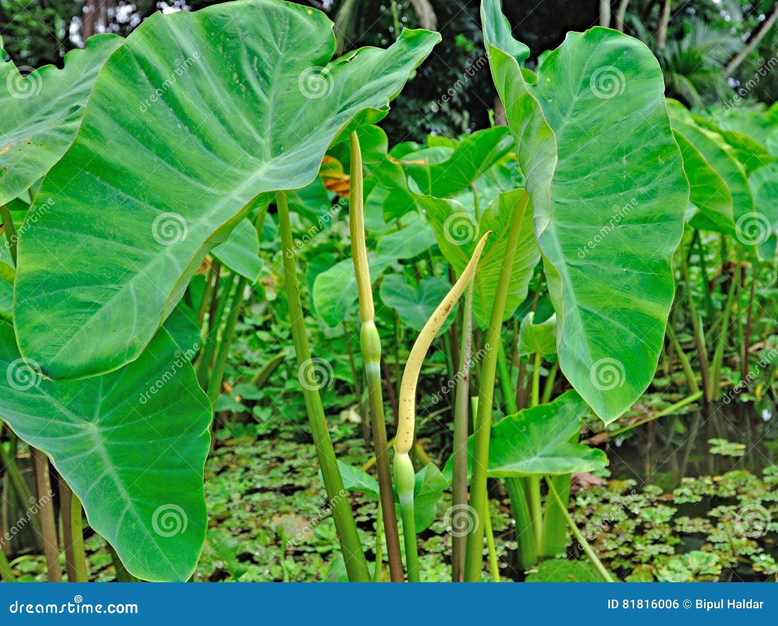 taro plant und blume stockfoto. bild von landschaft, regen - 81816006