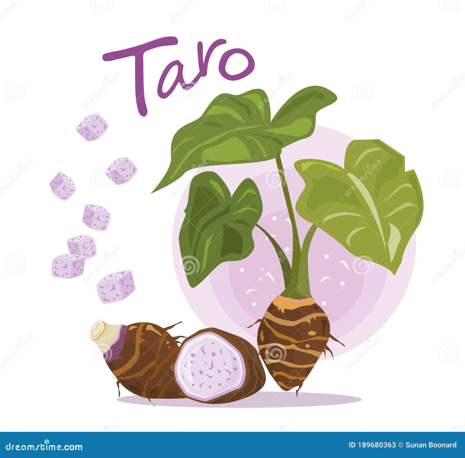 taro root . taro plant. fruit and slice of taro.