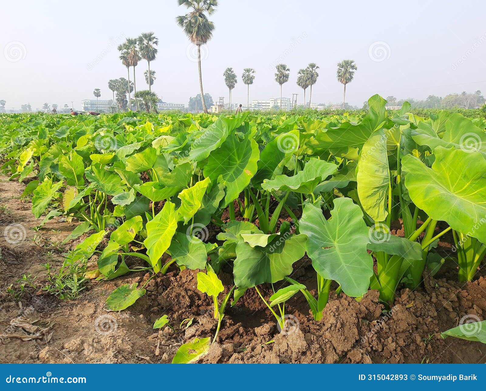 taro trees are line by line in a field