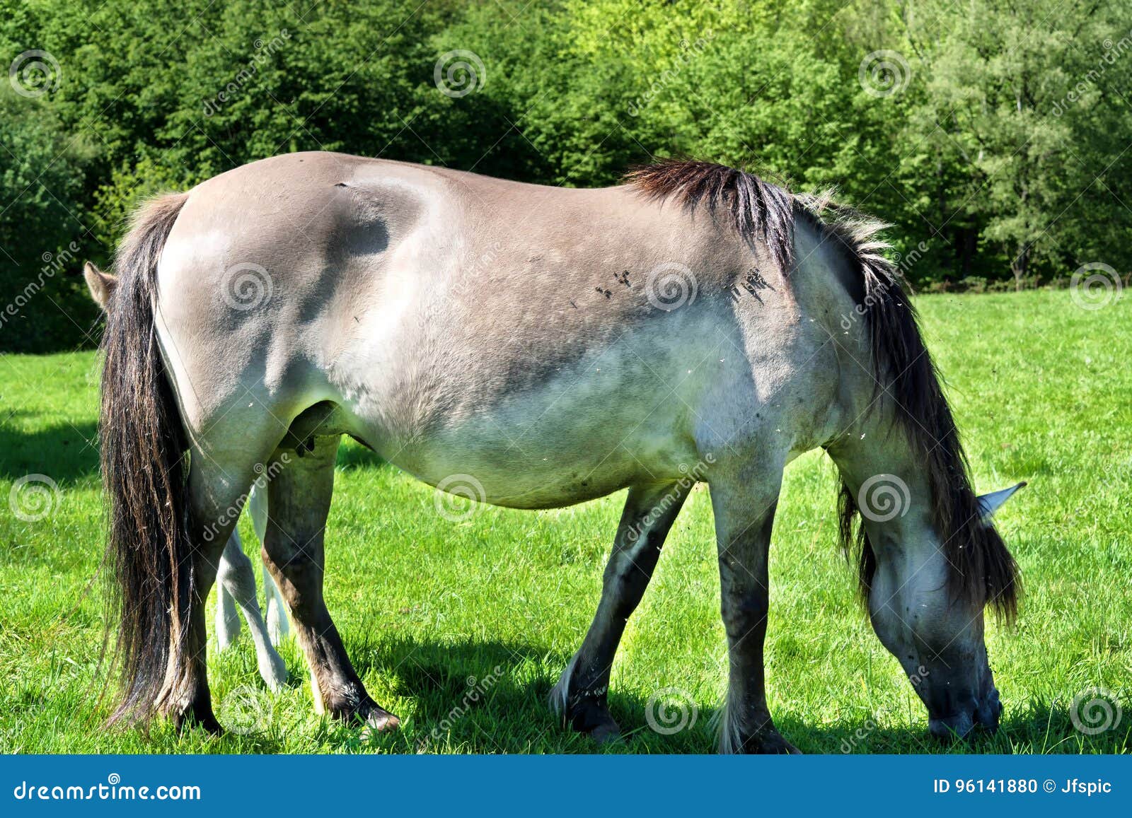 tarpane wild horse herd in neandertal