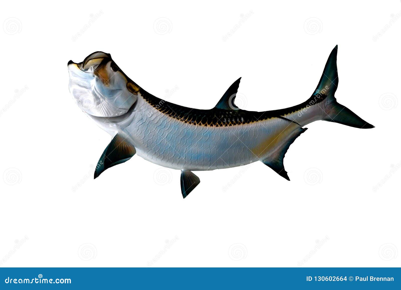 Tarpon Fish Mount stock photo. Image of tarpon, leisure - 130602664