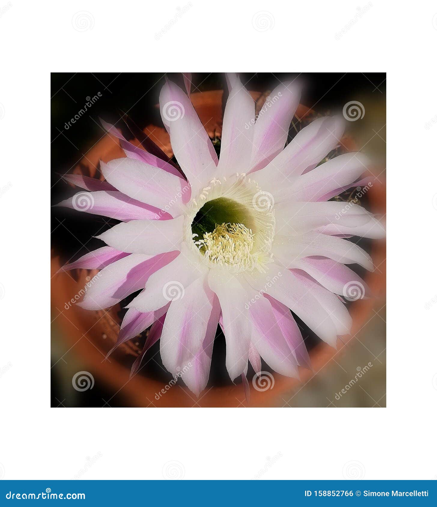 tarquinia, italy, 12 september 2019, a flower of a succulent plant in its vase photographed externally adjacent to a building