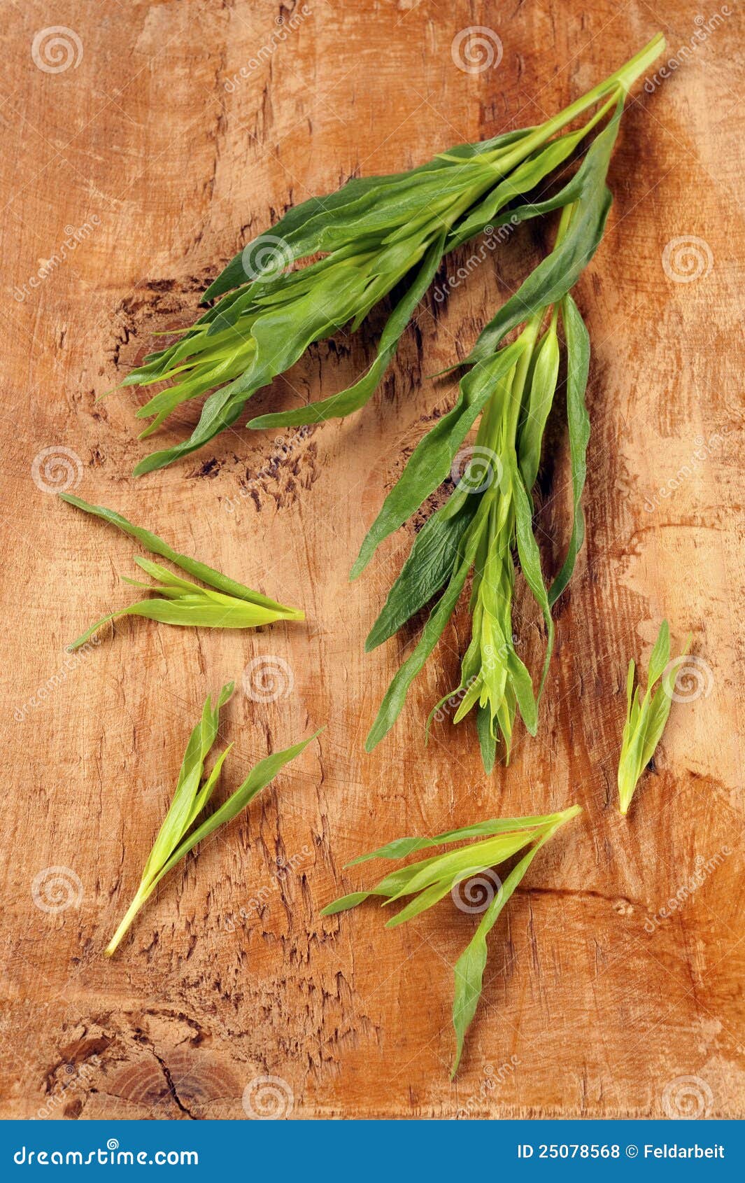 Tarragon stock photo. Image of wooden, artemisia, spice 25078568